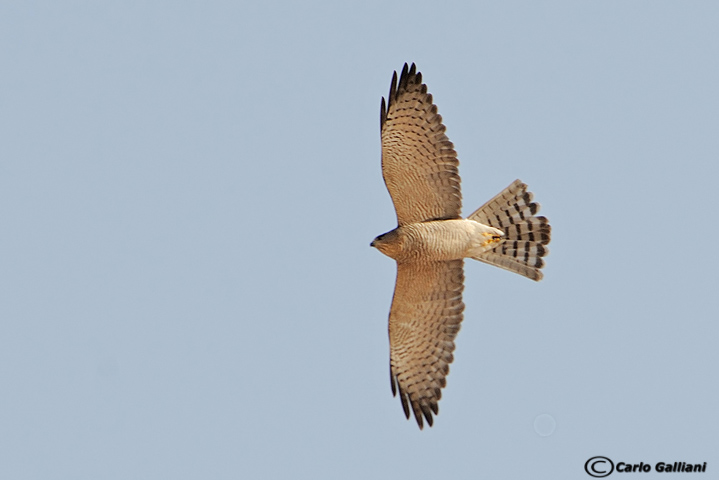 Sparviere levantino (Accipiter brevipes)